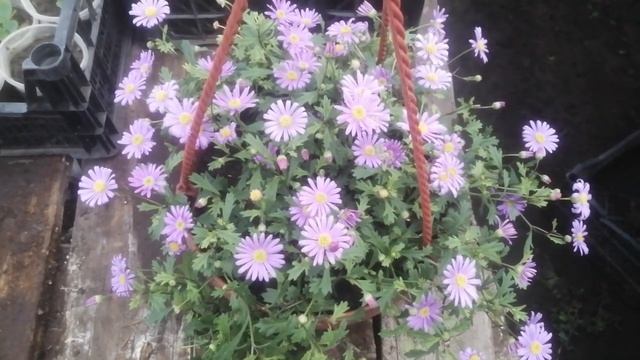 Брахикома в кашпо, первые выводы.