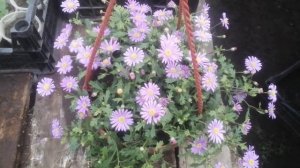 Брахикома в кашпо, первые выводы.