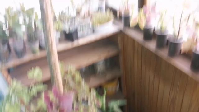 Комнатные растения, излишки август 2023г смотреть онлайн