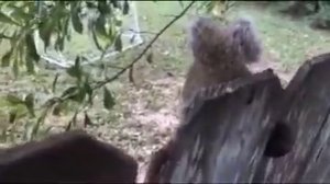 белка застряла яйцами в заборе