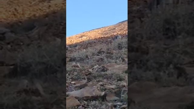 Охота на горного козла 2014 азербайджан смотреть онлайн