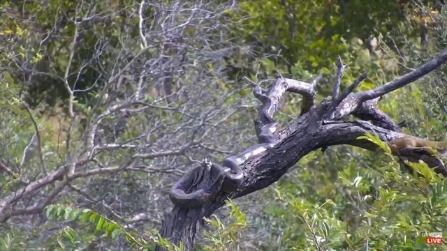 Tree Squirrel watches the Python смотреть онлайн