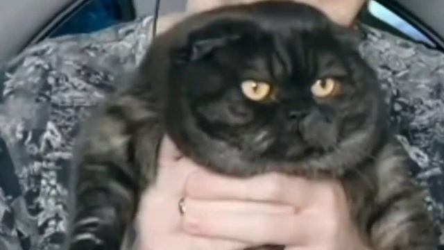 МАЙНИ ПОКАЗЫВАЕТ СВОЕГО КОТЭ :3 ( МАЦНИ ) смотреть онлайн