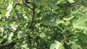 Инжир .Подкормки,полив. 22