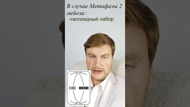 Определим вместе: Метафаза 1 мейоза. ЕГЭ Биология. ЕГЭ 2022. смотреть онлайн
