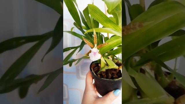 Орхидея Aspasia Lunata