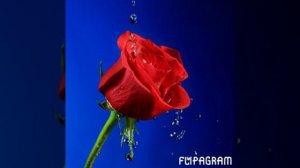 Нашид на Даргинском