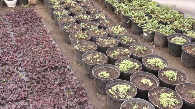 В Астрахани к 75 летию Победы появятся клумбы с военной тематикой смотреть онлайн