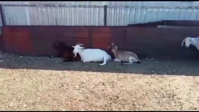 Купили козла.. Что за козел? 100% Нубийский козел в нашем хозяйстве! смотреть онлайн