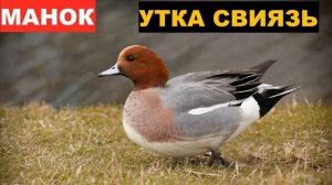 ?ЗВУК (ГОЛОС) УТКА СВИЯЗЬ ПРИЗЫВ