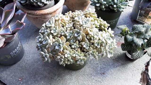A peaceful little video of the new succulents we added to our collection🌵They are so big!😀 смотреть онлайн