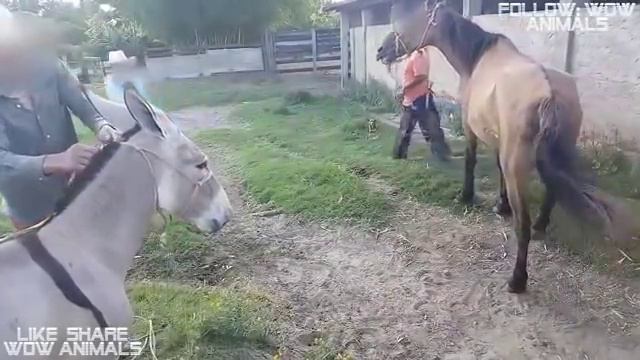 Keledai Kecil Kawin Dengan Kuda Betina Besar смотреть онлайн