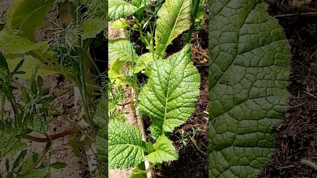 освобождаю банки, теперь или с куста или классика. (жук- бронзовка вонючая). смотреть онлайн