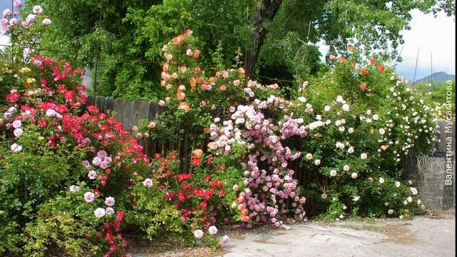 ❀ Что нужно знать садоводу о плетистой розе, если он решит посадить её в своем саду смотреть онлайн