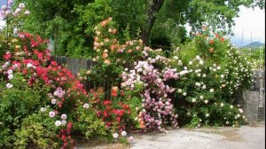 ❀ Что нужно знать садоводу о плетистой розе, если он решит посадить её в своем саду