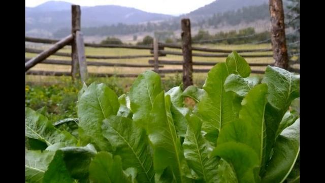 Хрен как специя и пряность. Рецепт столового хрена. смотреть онлайн