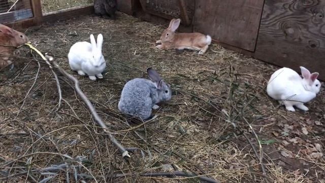 Кролики Флаундер, иву грызут, кролики в США, обзор #11 смотреть онлайн