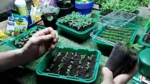 РАССАДА СТАНЕТ КРЕПКАЯ И НЕ БУДЕТ ВЫТЯГИВАТЬСЯ правильный уход за рассадой.mp4