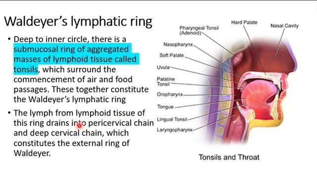 Lymph nodes of the head and neck DETAILED |cervical lymph nodes | waldeyer's ring смотреть онлайн
