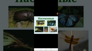 Видеоурок по окружающему миру на тему «Разнообразие животных»