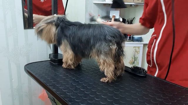 Укладка шерсти полуобъёмного типа. смотреть онлайн