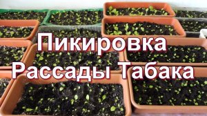 Подготовка земли и пикировка Рассады Табака.