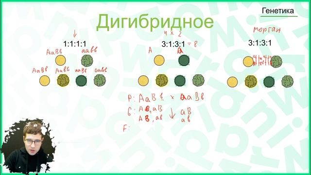 Расщепление по фенотипу, и с чем его едят смотреть онлайн