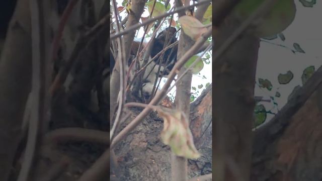 Высоко сижу, далеко гляжу. смотреть онлайн