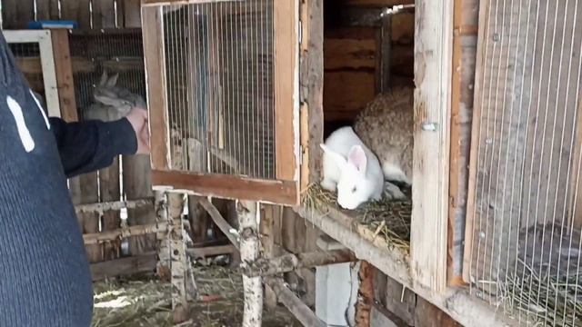 Маленькие крольчата! Отсаживаю от самки (в какой срок это нужно делать)! Обзор клетки для кроликов! смотреть онлайн