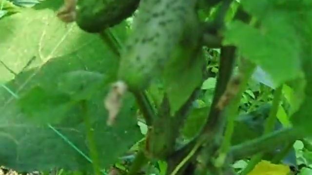 Огурец Эколь открытый грунт смотреть онлайн