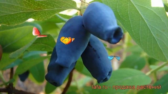 Жимолость съедобная Амфора (lonicera edulis amfora) ? обзор: как сажать, саженцы жимолости Амфора смотреть онлайн