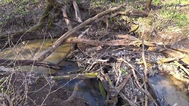 Прогулка в лес. Звуки природы. Спокойствие леса. Умиротворение.