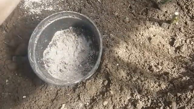 Пересадка 1-2 летних черенков роз, после зимовки смотреть онлайн