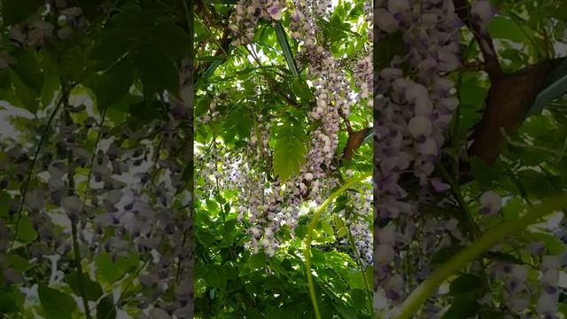 Глициния китайская wisteria смотреть онлайн