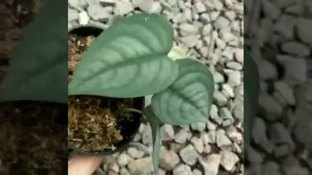 Scindapsus Lucens смотреть онлайн