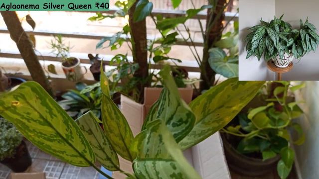 Unboxing Indoor Plants Under ₹50| Online Purchase Review With Plant Name & Price In Tamil