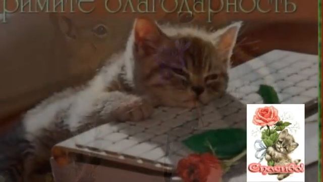 Мне нравится, что вы больны не мной......mpg смотреть онлайн