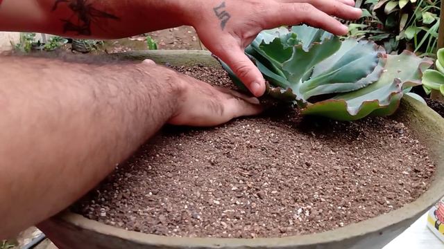 Como plantar suculentas decaptada e enrraizada na água /várias dicas смотреть онлайн