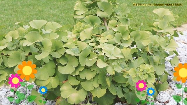 Гинкго билоба Марикен. Краткий обзор, описание характеристик Ginkgo Biloba Mariken