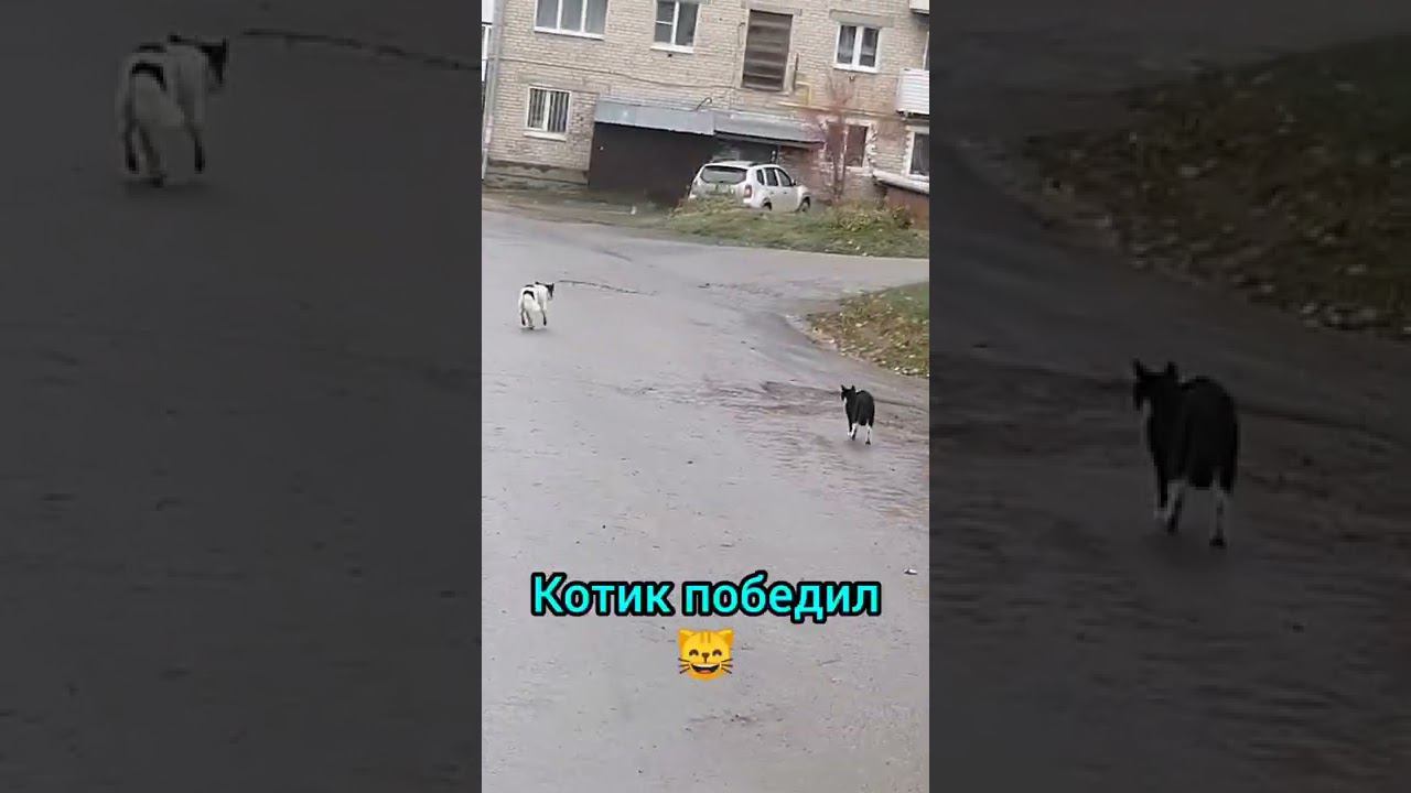 Животные моего города смотреть онлайн