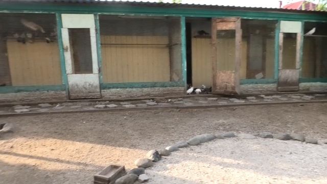 Тренировка голубей на полигоне! смотреть онлайн