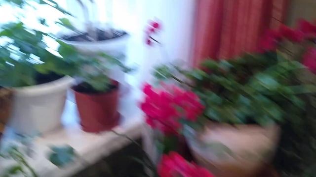 ПЕЛАРГОНИЯ ПЛЮЩЕВИДНАЯ. Что делать если пожелтели листочки? Водянка(Эдема). смотреть онлайн