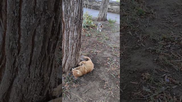 игривый кот смотреть онлайн