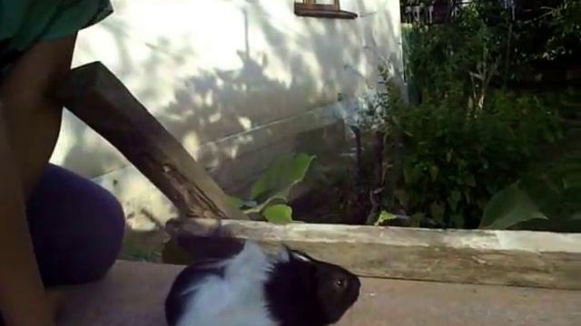 У ЛИЗЫ НОВЫЙ ПИТОМЕЦ ---МАЛЕНЬКАЯ МОРСКАЯ СВИНКА смотреть онлайн