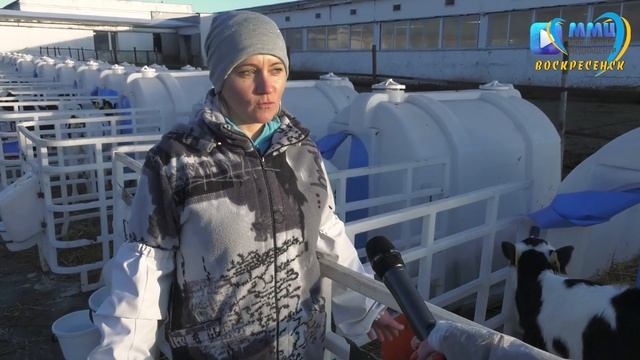 Забота о телятах... В рубрике "Такая работа" - сотрудница АО "Воскресенское" смотреть онлайн