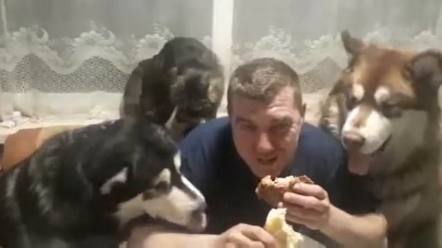 Собаки заглядывают в рот, пока ем мясо смотреть онлайн