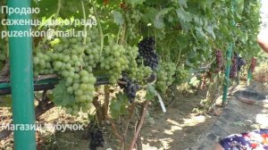 Виноград кишмиш Брависсимо - ультраранний  (Пузенко Н.Л.)