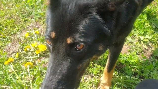 #перепахиваю #огород #мотоблоксалют смотреть онлайн