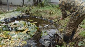 Отлов шпорцевых лягушек и испанских тритонов.  Первая часть.