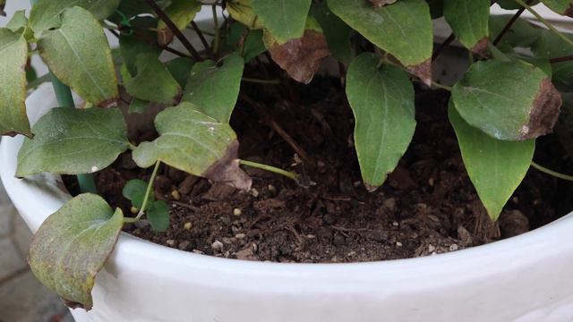 强烈安利铁线莲水晶喷泉Clematis Crystal Fountain смотреть онлайн